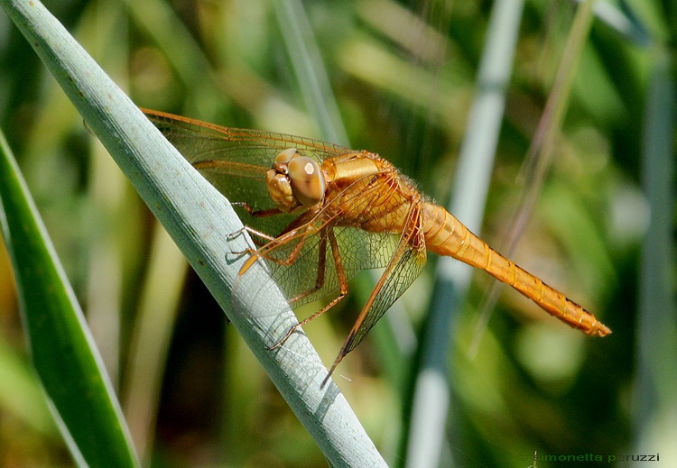 Crocothemis erythraea - Libellula corsa